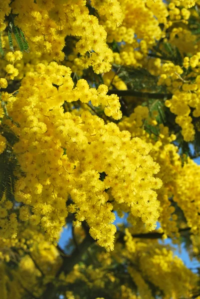stock image A plant of Mimosa symbol of March 8, International Women's Day