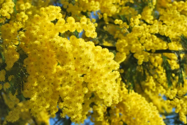 MIMÓZA-virághoz, 520 — Stock Fotó