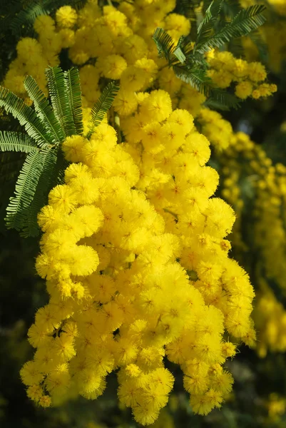 A plant of Mimosa symbol of March 8, International Women's Day — Stock Photo, Image