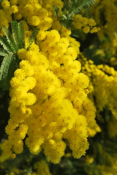 Flor de Mimosa 517 — Fotografia de Stock
