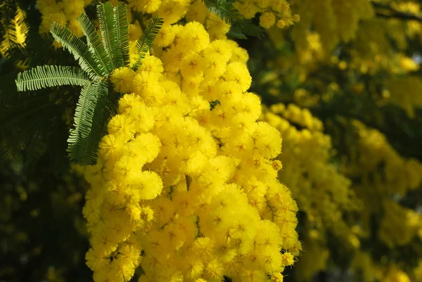 Una planta de Mimosa símbolo del 8 de marzo, Día Internacional de la Mujer — Foto de Stock