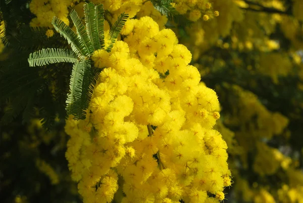 Kwiat mimozy 513 — Zdjęcie stockowe
