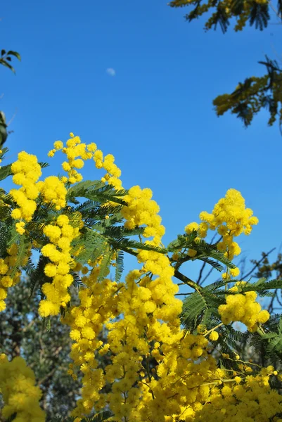 Une plante de Mimosa symbole de Mars 8, Journée internationale de la femme — Photo