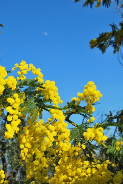 Egy növény, Mimosa jelképe március 8, nemzetközi nőnap — Stock Fotó