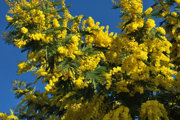 Rostlina Mimosa symbolem 8 března, mezinárodní den žen — Stock fotografie