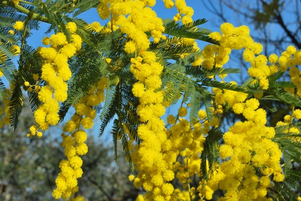 Flor de Mimosa — Foto de Stock