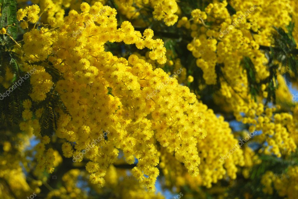 Flor de Mimosa fotos, imagens de © francofox #9343249