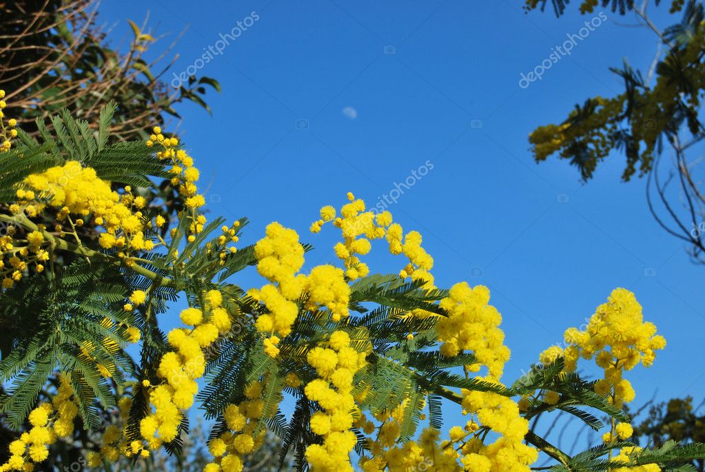 Flor de Mimosa 510 fotos, imagens de © francofox #9344076