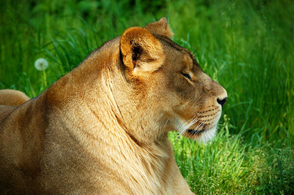 Close View of resting lioness on green grass