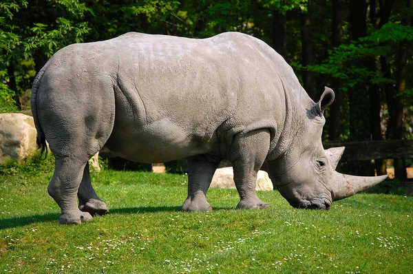 stock image White Rhino