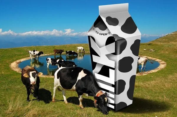 Αγελάδες βόσκουν - συσκευασία γάλακτος — Φωτογραφία Αρχείου