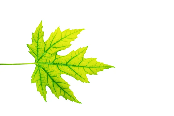 Yellow leaf — Stock Photo, Image