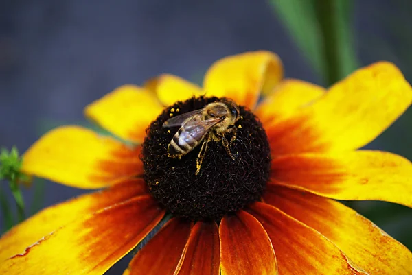 "пчела на цветке" — стоковое фото