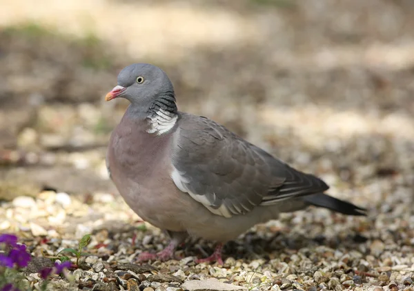 stock image Woodpigeon