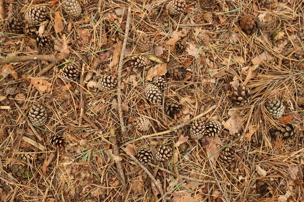 Stock image Forest floor