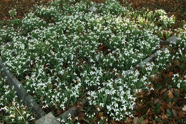 Snowdrops in spring — Stock Photo, Image
