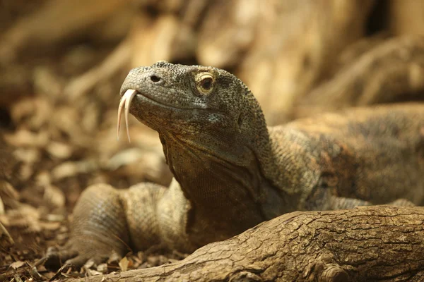 stock image Komodo Dragon