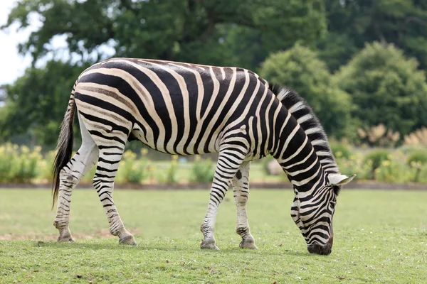 Male Zebra — Stock Photo, Image