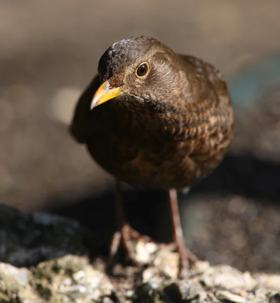 Kvinnliga blackbird — Stockfoto