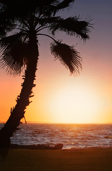 stock image Tropical sunset with palm tree