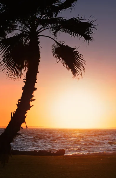 Pôr do sol tropical com palmeira — Fotografia de Stock