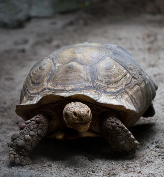 Afrika mahmuzlu kaplumbağası (Geochelone sulcata)