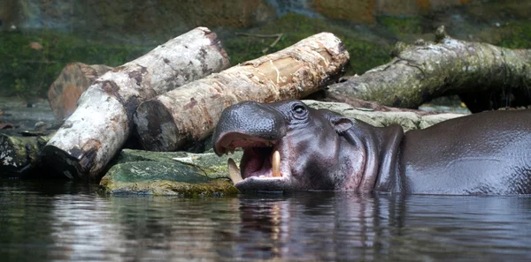 su aygırı (su aygırı amphibius)