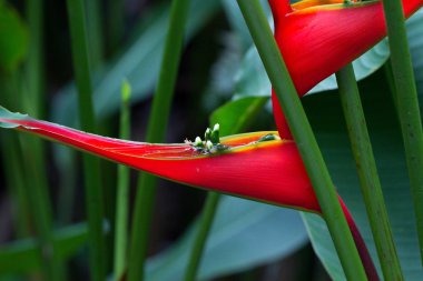 heliconia