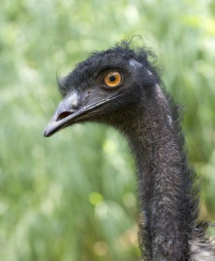 EMU (dromaius novaehollandiae)