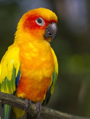 Sun Conure Parrot (Aratinga solstitialis) clipart