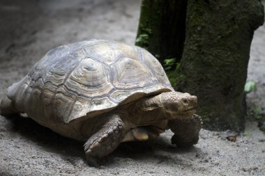 Afrika mahmuzlu kaplumbağası (Geochelone sulcata)