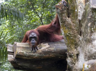 orangutan