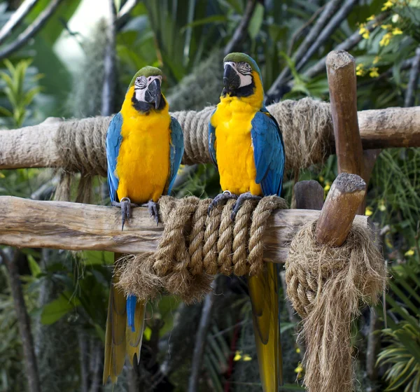 青と黄色のコンゴウインコ (Ara Ararauna) — ストック写真