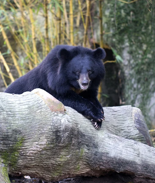 Asya siyah ayı (Ursus thibetanus)