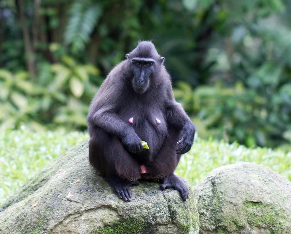 Macaco de crista de celebridades (Macaca nigra) — Fotografia de Stock