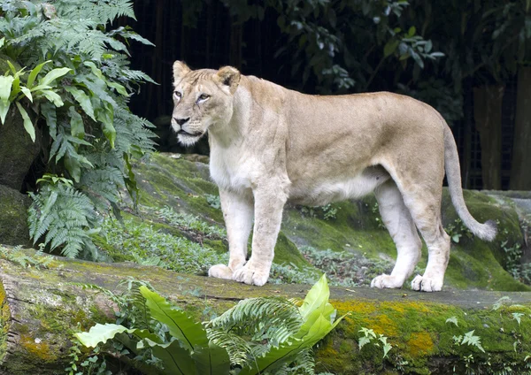 Female Lioness — Stock Photo, Image