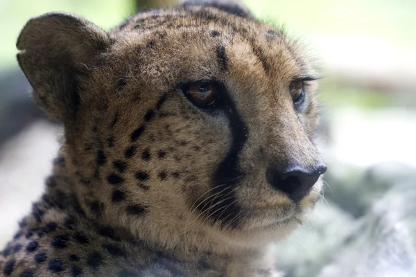 Cheetah (Acinonyx jubatus) upp nära — Stockfoto