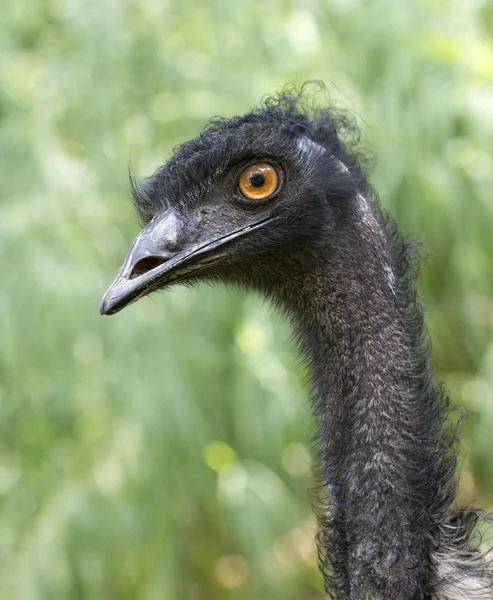 EMU (Emufélék novaehollandiae) — Stock Fotó