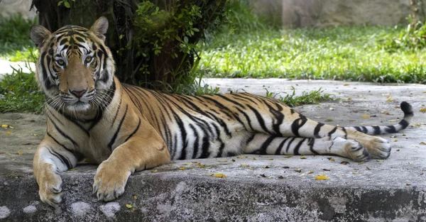 Tigre (Panthera tigris ) — Fotografia de Stock