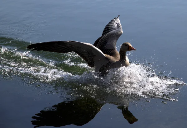 Greylag Kaz