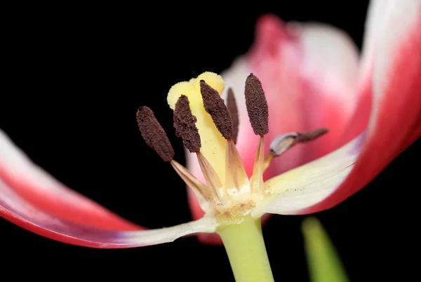 Tulip Pollen — Stock Photo, Image