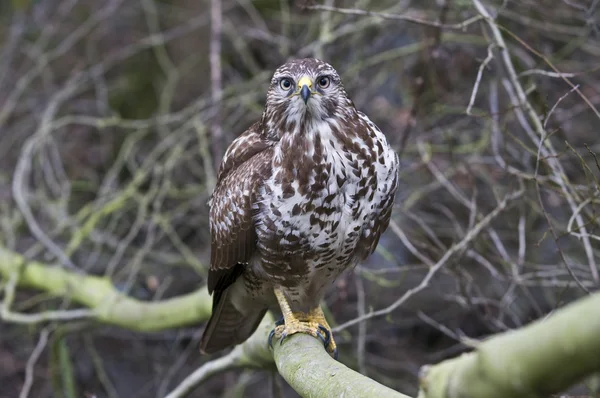 These handsome Eurasian Buzzard came simply show himself — Stock Photo, Image