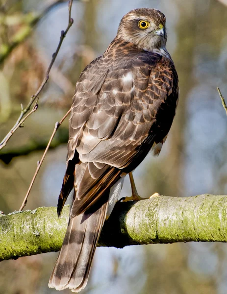 Północnej sparrow hawk — Zdjęcie stockowe