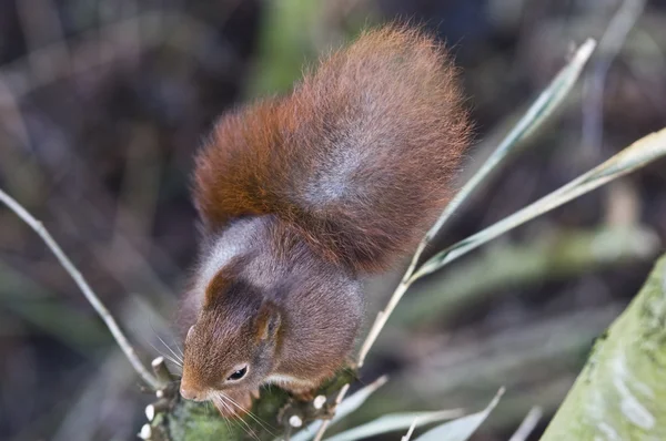 Ein Eichhörnchen mit einem schönen Federschwanz, das leise an einer Nuss knabbert — Stockfoto