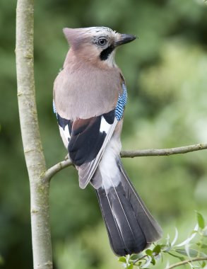 Flemish Jay on nature background clipart