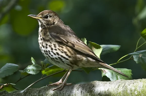 A Song thrush with spotted breast can sing very beautifully — Stock Photo, Image