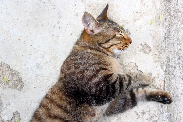 Тайская кошка — стоковое фото