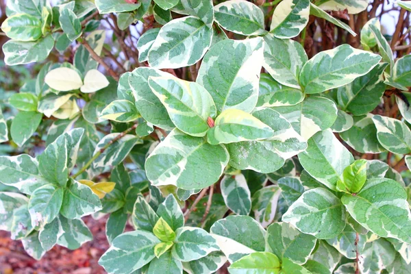 Pseuderanthemum atropurpureum. — Stockfoto