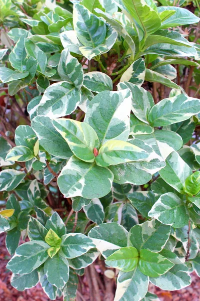 Pseuderanthemum atropurpureum. — Stock Photo, Image