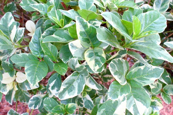 Pseuderanthemum atropurpureum. — Stock Photo, Image